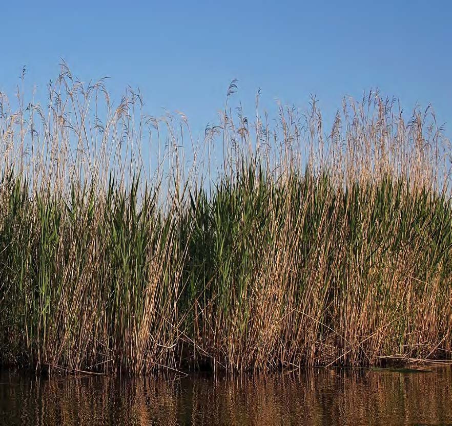 Wild Rice Growing Climate at Zac Ayers blog