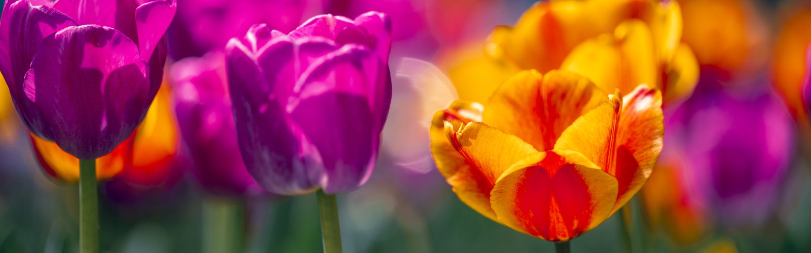 Purple and orange tulip flowers are seen on a beautiful spring day at the University of Wisconsin–Madison on April 28, 2025. (Photo by Althea Dotzour / UW–Madison)