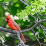 photo of a cardinal in a tree