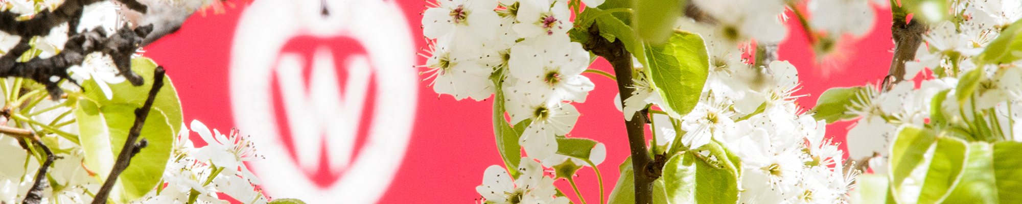 W Crest with Pear Blossoms