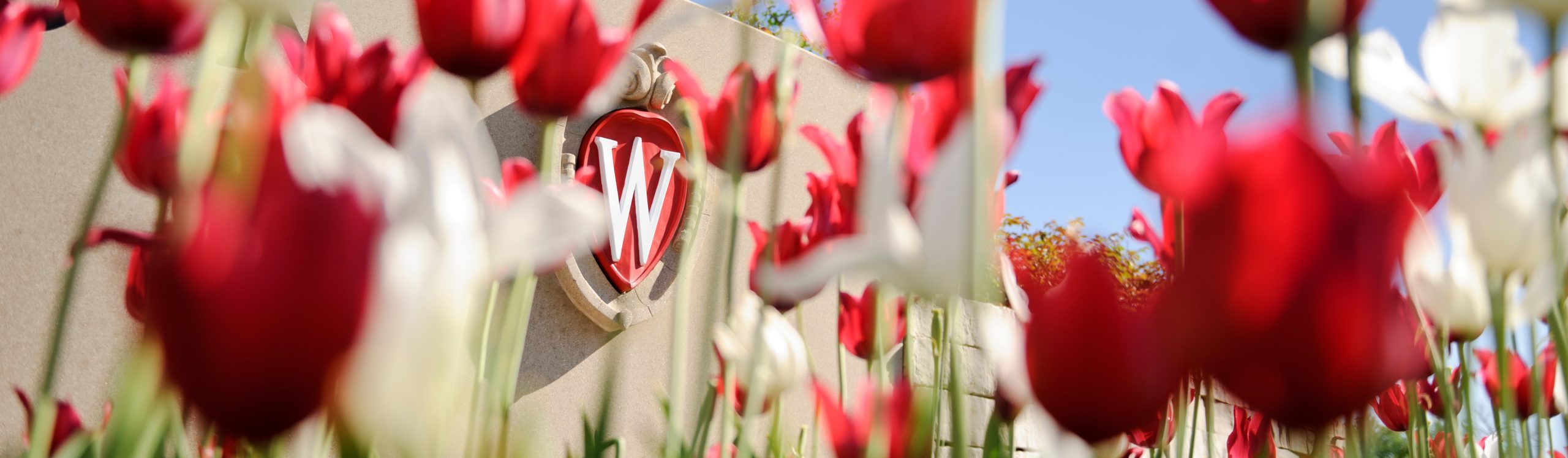 UW crest in the background of red and white tulips