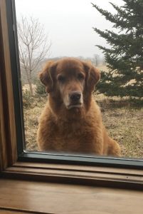 dog waiting outside
