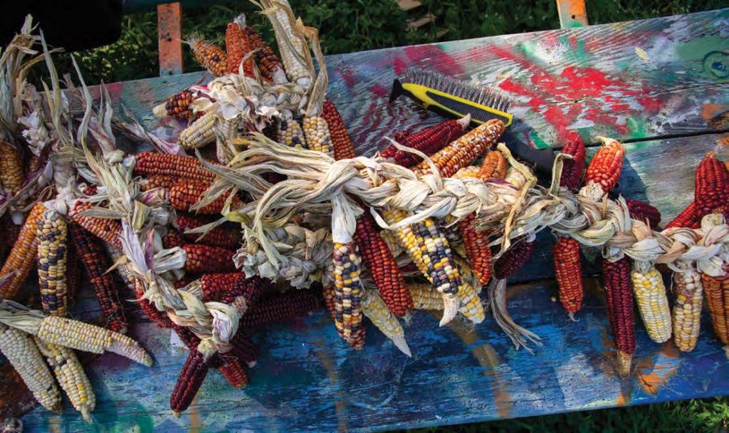 multi colored corn