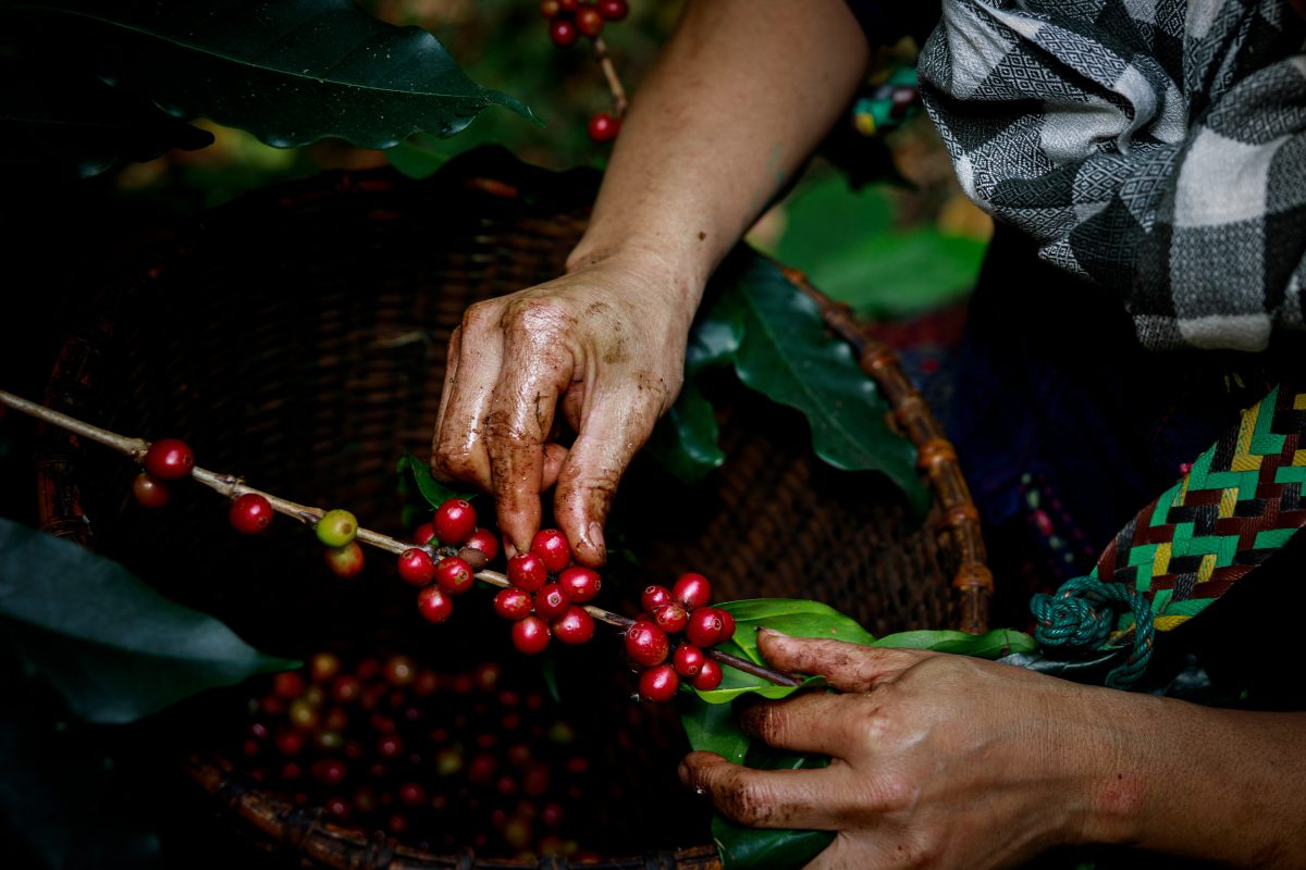 Protecting Culinary Heritage from Climate Change