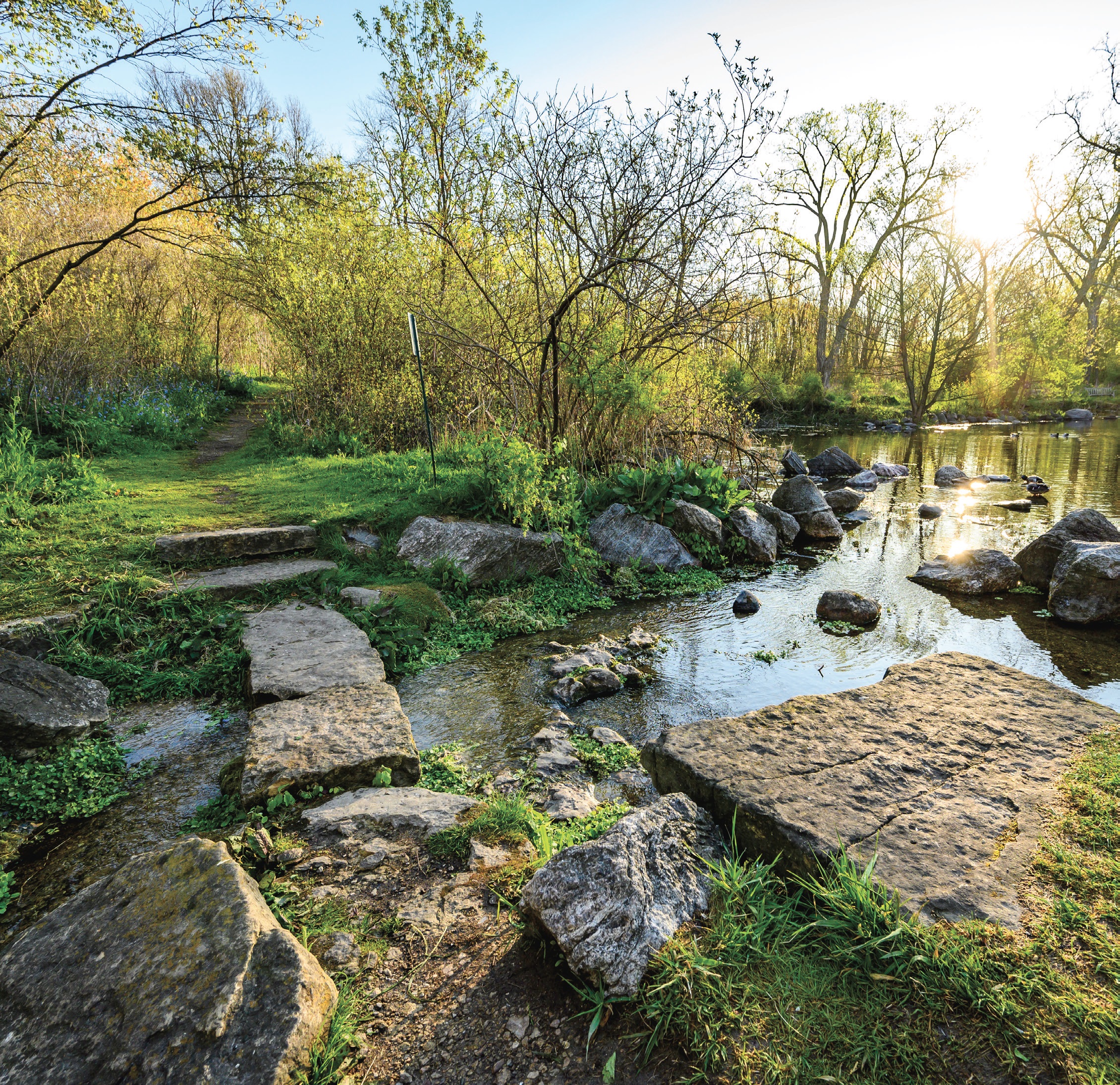 A photo of a wooded setting with a creek and a rock pathway through the water.
