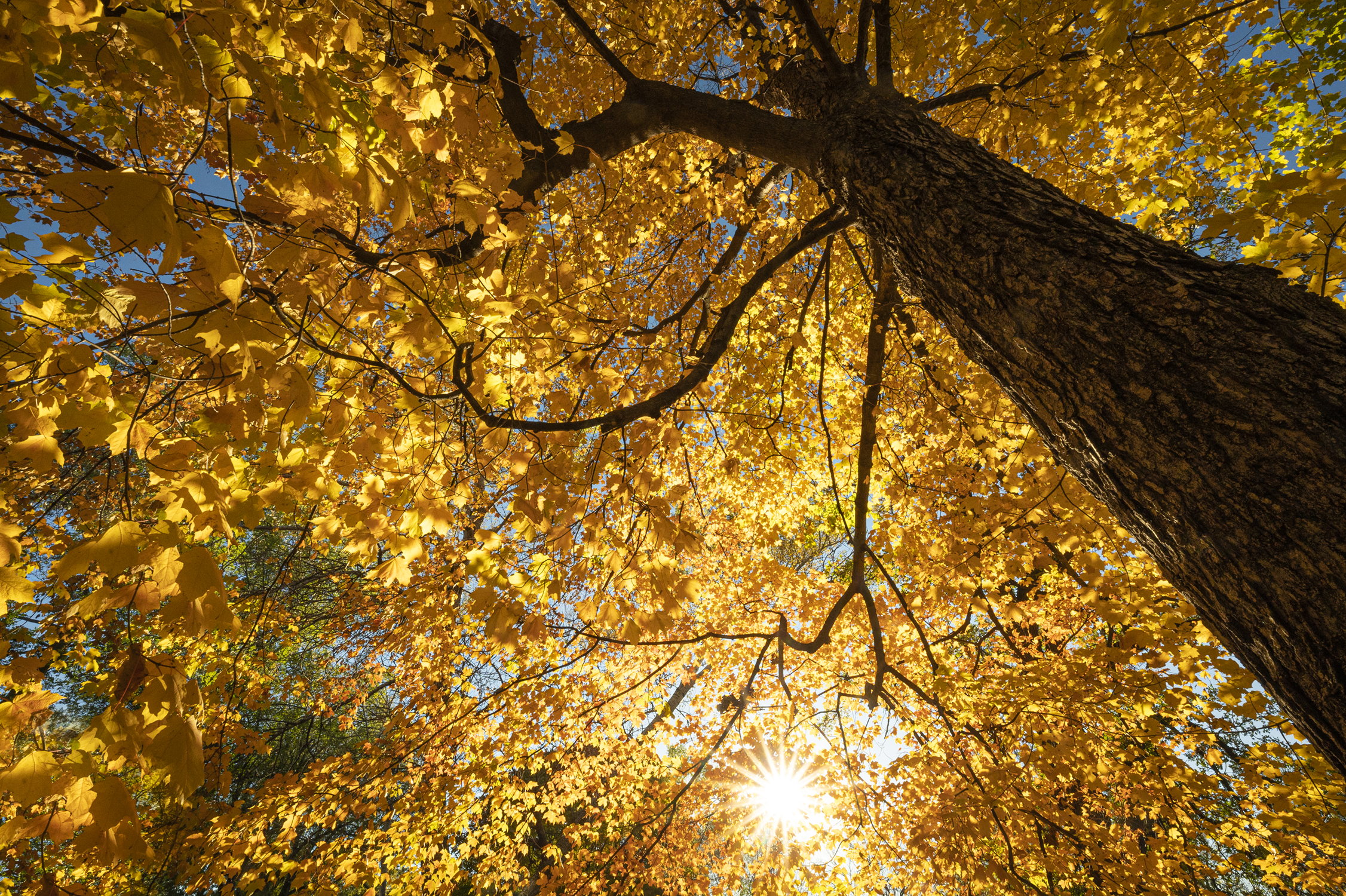 Photo showing a canopy of golden yellow autumn leaves with the sun shining through from a blue sky.