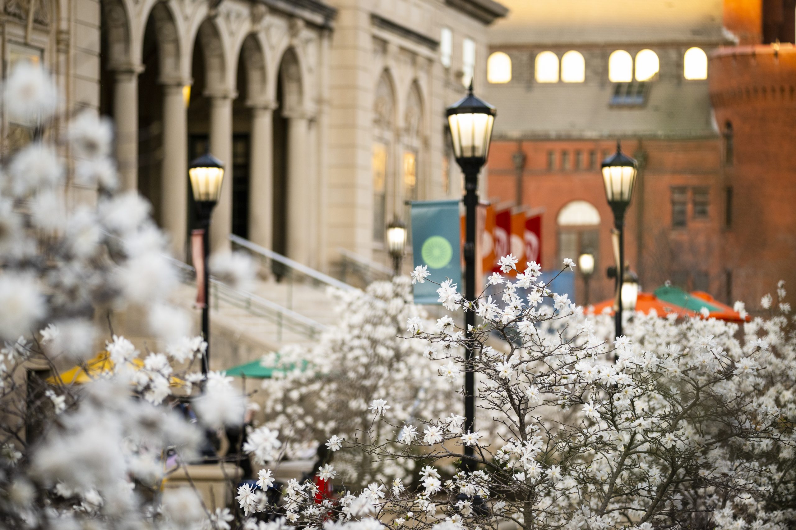 A photo of white blooms on foliage on Bascom Hill.