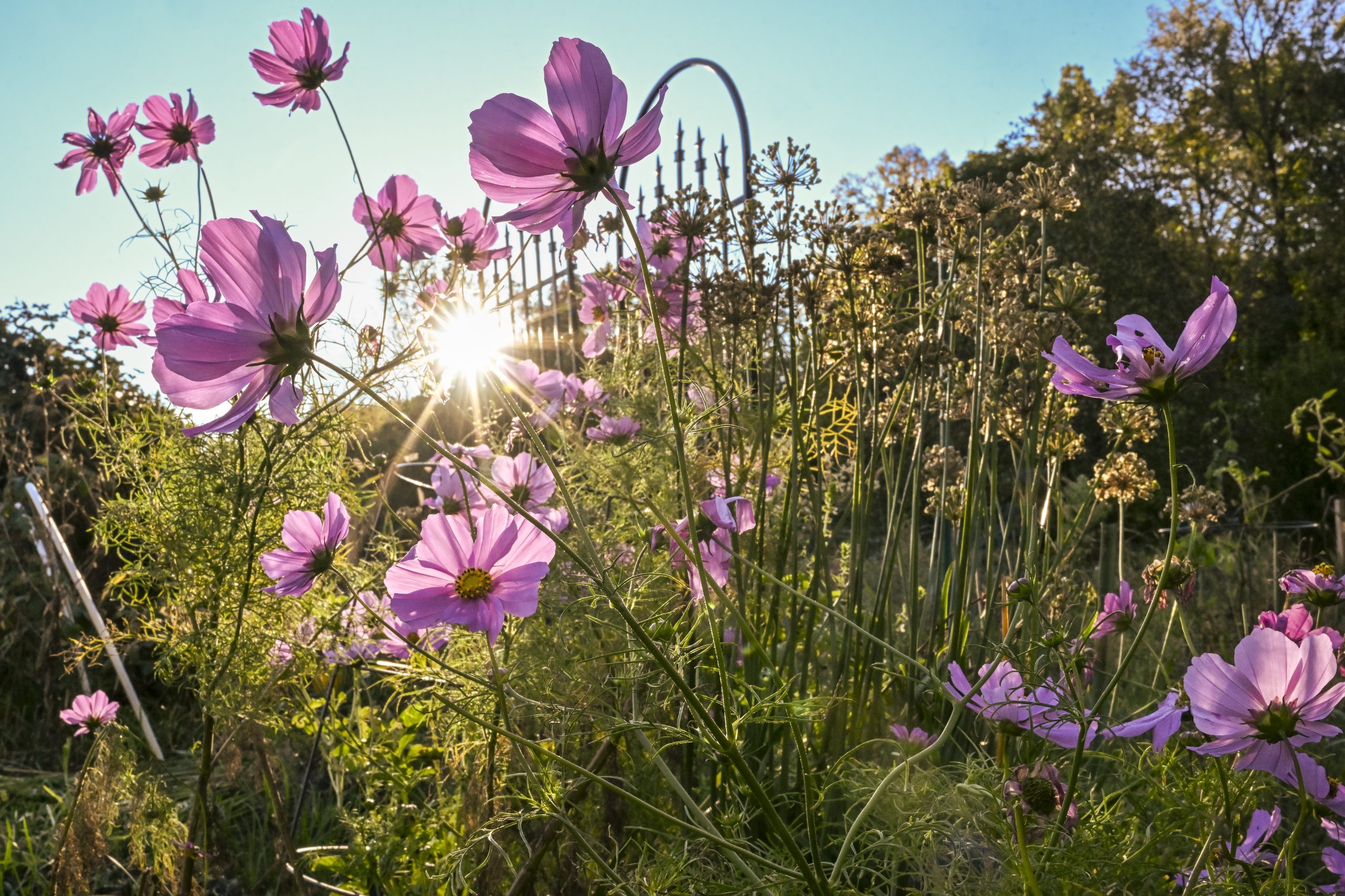Pale purple cosmos flowers are seen during a cool fall day at the Eagle Heights Community Gardens at the University of Wisconsin–Madison on Oct. 14, 2024. (Photo by Althea Dotzour / UW–Madison)