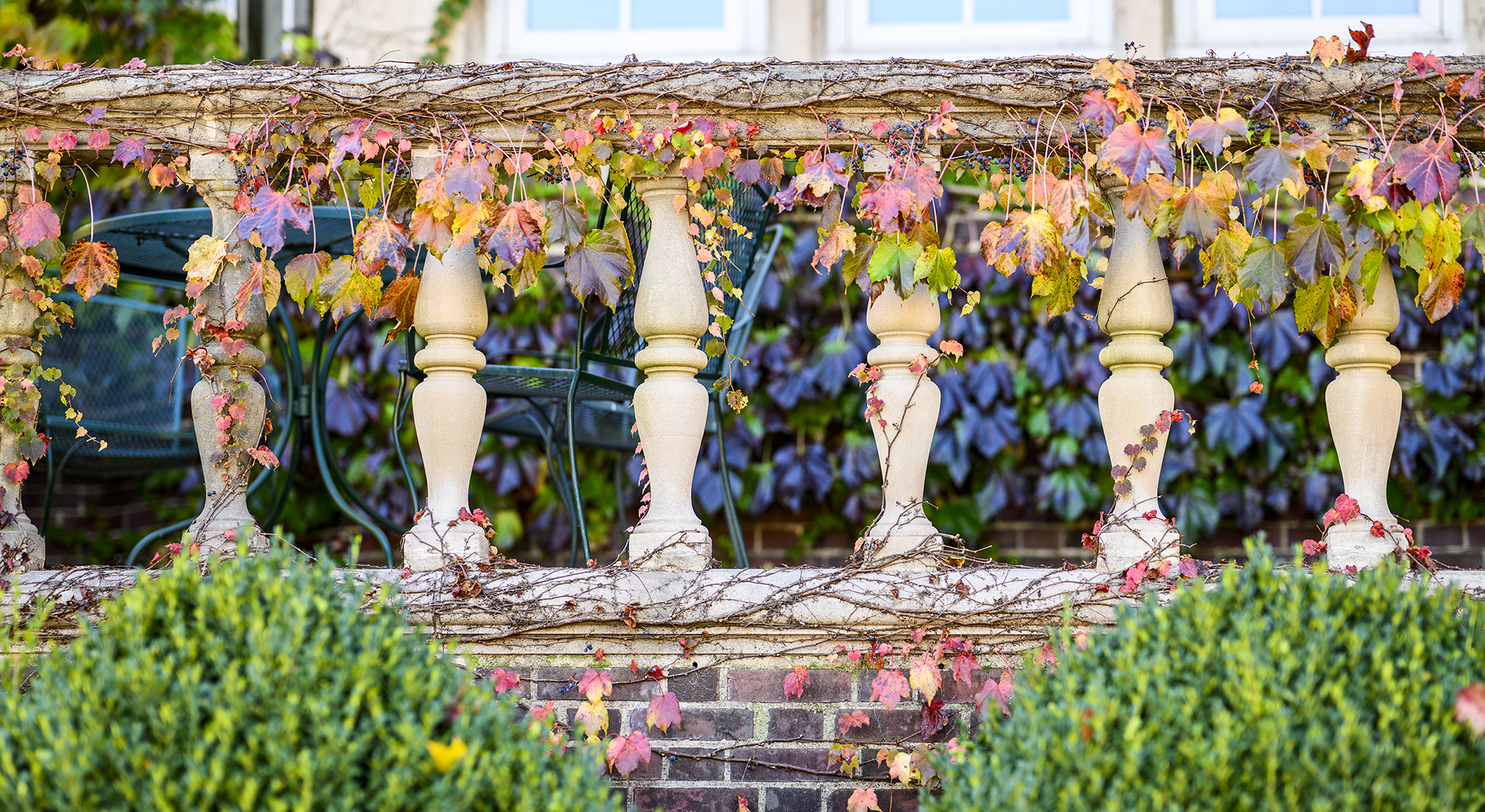 Photo of vines growing up stone railings on a balcony.