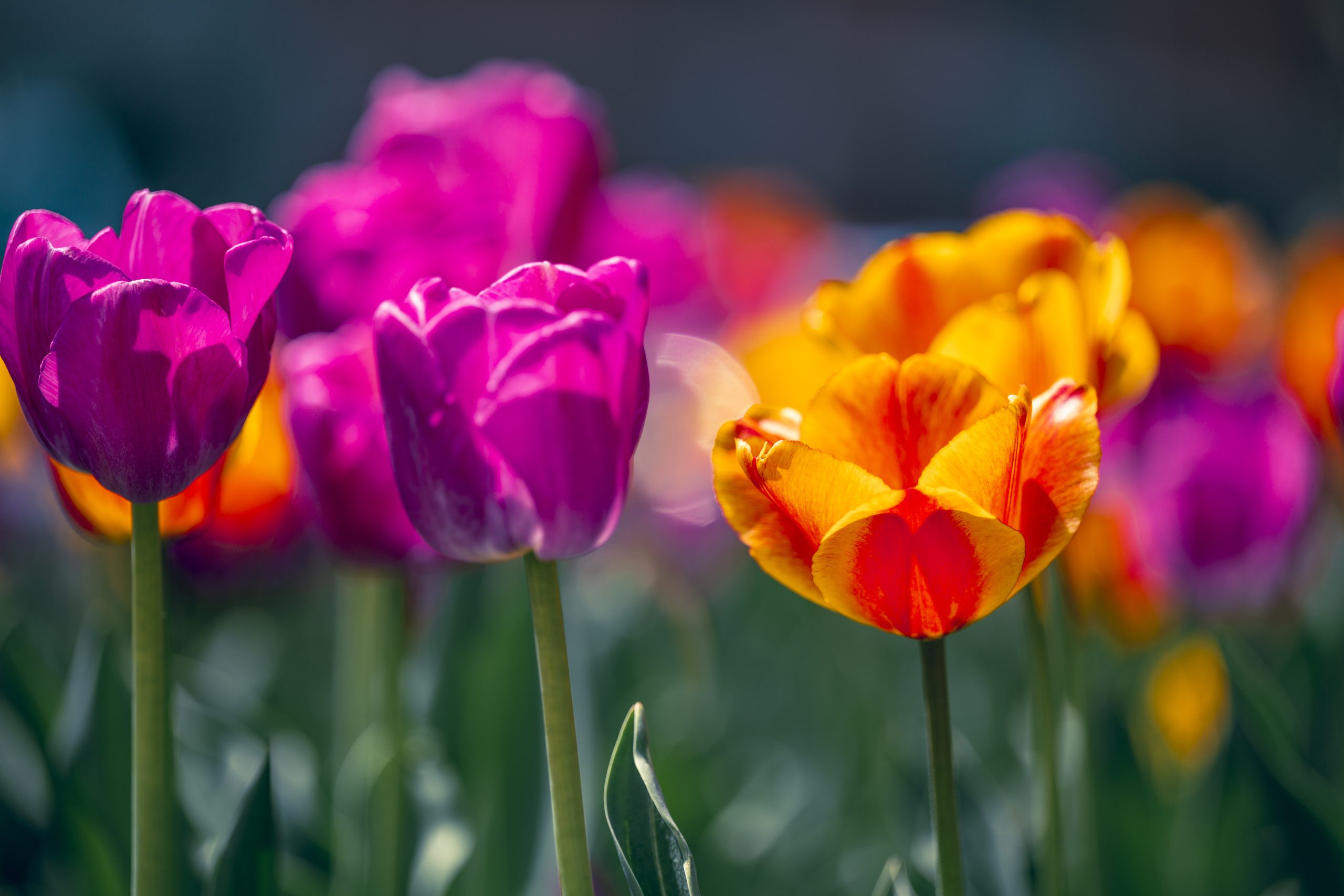 Purple and orange tulip flowers are seen on a beautiful spring day at the University of Wisconsin–Madison on April 28, 2025. (Photo by Althea Dotzour / UW–Madison)