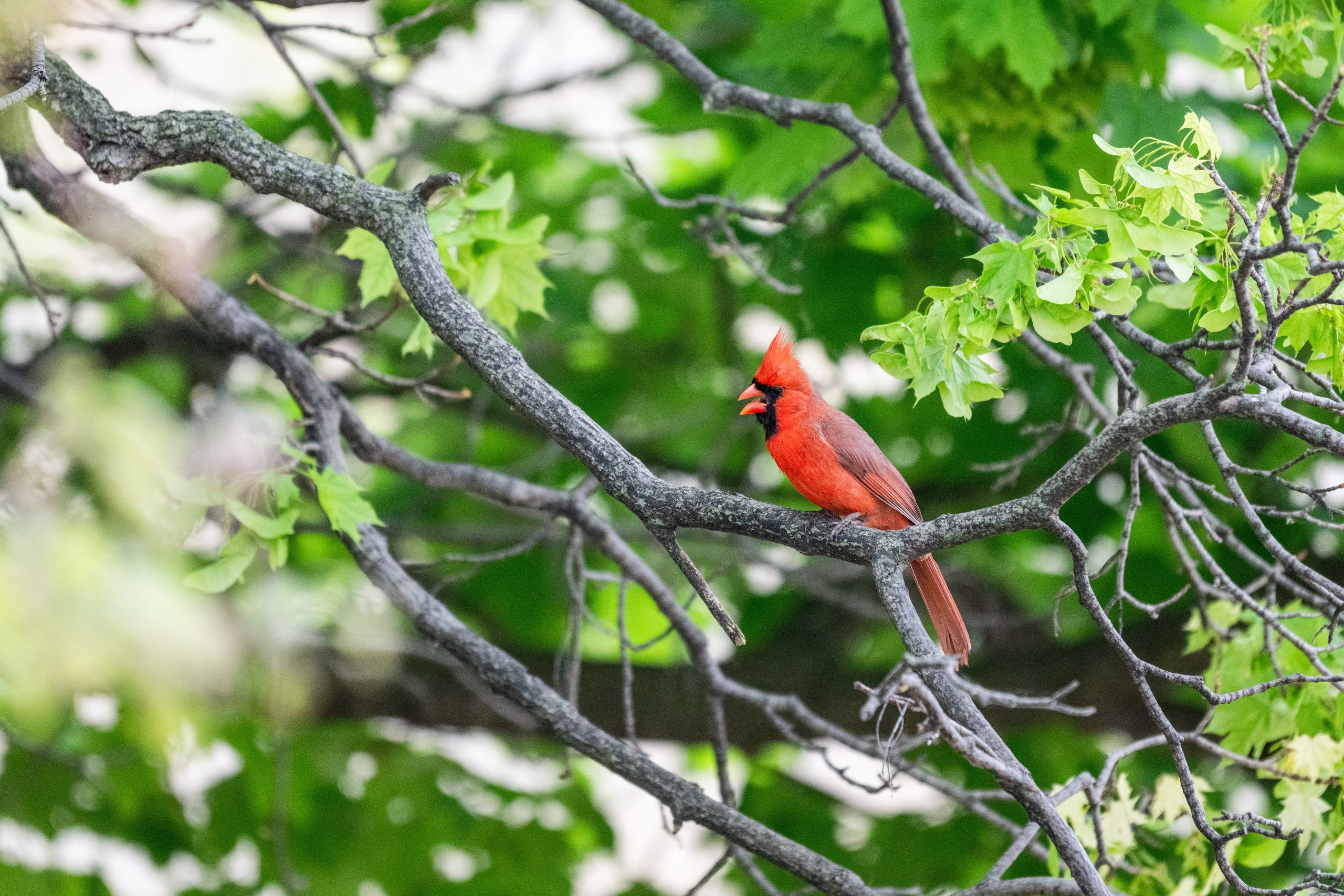 A cardinal sits in a tree near the Lakeshore residence halls at the University of Wisconsin–Madison on May 13, 2025. (Photo by Taylor Wolfram / UW–Madison)